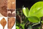 臨滄市柑橘種植技術(shù)規(guī)程_昆明哪些地方產(chǎn)瓜