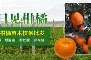 明日見(jiàn)柑橘味道怎么樣好聞嗎知乎推薦（明日見(jiàn)柑橘味道怎么樣好聞嗎知乎推薦一下）