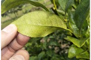 柑橘核心種植技術(shù)_種植柑桔技術(shù)制水是什么意思