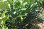 愛媛38柑橘種植技術(shù)6_紅美人柑橘在云南種的好嗎