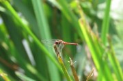 柑橘黃龍病生物防治方法（柑橘黃龍病防治措施）