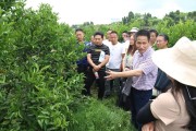 柑橘種植技術(shù)實(shí)訓(xùn)方案_柑橘黃化如何處理