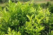 柑橘種植技術(shù)知識大全_塔羅科血橙有什么關(guān)鍵栽培技術(shù)