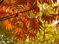 柑橘表面有大塊色斑什么病毒（柑橘表皮有白點(diǎn)）