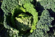 沃柑果上青苔怎么處理（沃柑內(nèi)壁發(fā)綠還能吃嗎?）