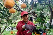 一月份柑橘種植技術與管理_一月份什么水果當季