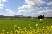 2023年最新柑橘樹苗價格表：品種規(guī)格及購買渠道一覽