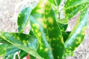 怎么防止柑橘潰瘍病蟲害發(fā)生_柑橘園里修剪的枝條干了還有沒有病菌存在