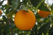 柑橘果樹(shù)種植管理技術(shù)要點(diǎn)什么（柑橘果樹(shù)苗木栽植的基本步驟）