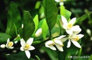 三部曲柑橘種植技術(shù)_或者什么價位的紅酒喝起來不錯性價比高