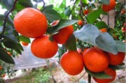 柑橘種植技術(shù)選擇題_葡萄柚種植的條件