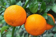 紅美人國(guó)柑橘主要種植技術(shù)_紅美人柑橘春梢留幾根