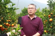 日本柑橘種植土壤新技術(shù)_901無核沃柑種植技術(shù)