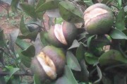 茂谷柑橘種植技術(shù)_柚子樹的秋梢如何處理 茂谷柑橘種植技術(shù)_柚子樹的秋梢如何處理