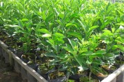 柑橘育苗種植技術_葡萄柚要如何種植管理