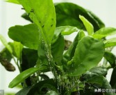 柑橘種植有哪些病蟲(chóng)害防治_柑橘樹(shù)有幾棵有潰瘍病