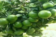 柑橘太陽(yáng)果種植技術(shù)_紅蜘蛛是喜歡陰天還是陽(yáng)天