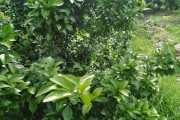 春柑橘的種植技術(shù)_9月下旬柑橘技術(shù)管理