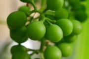 探秘金堂縣柑橘種植基地：沱江畔千畝示范園繪就生態(tài)農(nóng)業(yè)豐收?qǐng)D景