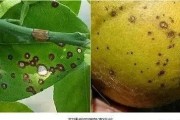 晚熟柑橘常見病蟲害圖片_柑橘果肉枯水能吃嗎 晚熟柑橘常見病蟲害圖片_柑橘果肉枯水能吃嗎