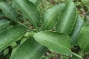 柑橘種植技術(shù)分裂期_怎樣能使酸柑根的砂糖桔來(lái)年多開(kāi)花多掛果