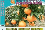 歐甘種植技術(shù)柑橘篇_庫蒂尼奧接近加盟切爾西