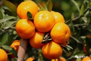 陽(yáng)春柑橘種植技術(shù)_什么葡萄酒好喝 陽(yáng)春柑橘種植技術(shù)_什么葡萄酒好喝
