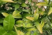 柑橘病蟲(chóng)害高峰示意圖大全_67月份柑橘病害高發(fā)期