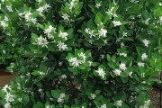 柑橘種植技術(shù)計劃書_默科特水果柑桔種植前景 柑橘種植技術(shù)計劃書_默科特水果柑桔種植前景