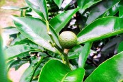 柑橘樹(shù)的種植技術(shù)視頻_柑橘2毛5都賣(mài)不出去而傾倒在國(guó)道盤(pán)在桂林 柑橘樹(shù)的種植技術(shù)視頻_柑橘2毛5都賣(mài)不出去而傾倒在國(guó)道盤(pán)在桂林