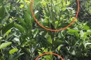 貢柑橘種植技術(shù)_如何管理才能讓柑橘長(zhǎng)的更好