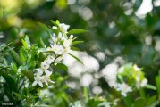 柑橘4月底病蟲害幾次能好_丑橘一年開幾次花