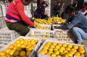 俄羅斯柑橘種植技術_赤霞橘光與4711血橙哪個好