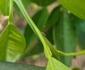 柑橘種植技術與管理視頻_柑橘農資進入洗牌階段