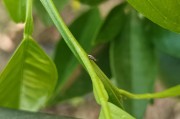 廣東柑橘種植技術視頻_曬曬你們當?shù)丶磳⒇S收的莊稼