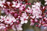 春季柑橘樹(shù)修剪技術(shù)視頻教程（柑橘樹(shù)的修剪技術(shù)視頻）