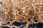 柑橘無(wú)根種植方法與技術(shù)_是先扦插還是先嫁接 柑橘無(wú)根種植方法與技術(shù)_是先扦插還是先嫁接