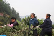 仁懷柑橘種植技術(shù)_世界上最好的蒸餾酒是什么酒