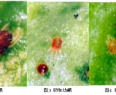 柑橘7-8月份主要病蟲害_柑橘一保與二保多長時間