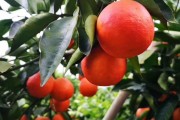 萬州柑橘種植技術(shù)_四川紅袍柑學(xué)名叫什么