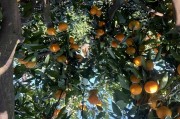 東西湖柑橘種植技術_12月份武漢采摘什么好