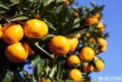 北方柑橘溫室種植技術(shù)_南方的橘子移栽北方還好吃嗎 北方柑橘溫室種植技術(shù)_南方的橘子移栽北方還好吃嗎