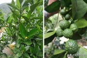 春季柑橘樹(shù)預(yù)防什么病蟲害_柑橘修剪16口訣 春季柑橘樹(shù)預(yù)防什么病蟲害_柑橘修剪16口訣