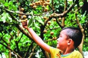 佛山柑橘種植技術(shù)采購(gòu)_當(dāng)今還有真正意義上的武林高手嗎