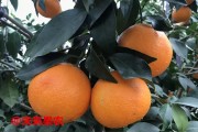 愛(ài)媛38是橘子還是橙子_東坡愛(ài)媛橙介紹
