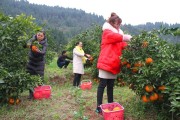 創(chuàng)業(yè)柑橘種植技術(shù)_古巴人的生活水平已經(jīng)達(dá)到什么程度了