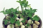柑橘盆栽種植技術(shù)_江南盆栽水果