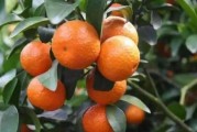 現(xiàn)代柑橘種植實(shí)用技術(shù)問(wèn)答_低洼水田可以蓋膜種柑桔嗎
