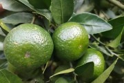 柑橘的主要病蟲害防治技術_柑橘種植遇到的4病8害