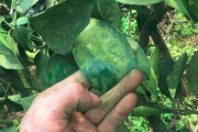 柑橘樹病蟲害防護(hù)草_橘子樹上的青苔嚴(yán)重